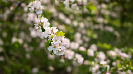 Close-up of blooming apple blossoms on tree branch in spring