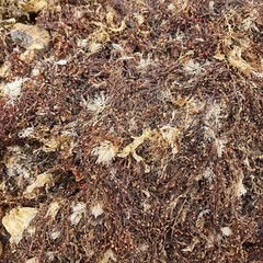 Pile of Dried Seaweed and Marine Algae Washed Ashore