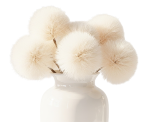 Soft white pom pom stems arranged in a ceramic vase on a transparent background, cutout PNG