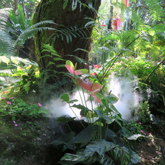 beautiful garden in the tropics with plants, water and art