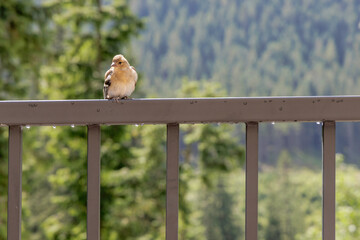 Portrait of a Small Bird