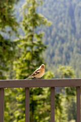 Little Bird in the Mountains