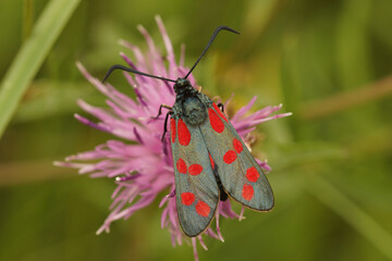 Closeup on the colorful diurnal Six-Spot Burnet, Zygaena filipendula on a purple knapweed flower