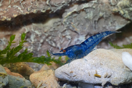 Closeup on a vibrant blue tropical Asian freshwater  cherry shrimp Neocaridina davidi