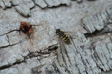 Closeup on a Sun fly a hover fly, Helophilus pendulus warming up on a tree trunk