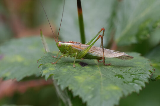 Closeup on a  long winged cone-head Conocephalus fuscus grasshopper on a green leaf