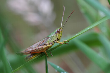 Closeup on a Common grasshopper , Pseudochorthippus parallelus, on a straw of grass