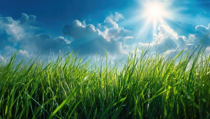 Obraz premium Lush green grass field under a vibrant sky with sunbeams