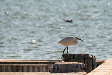 wildlife inside the lagoon of the Po river Delta, Comacchio, Ferrara, Italy