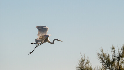 birds flying insid the lagoon, Po river Delta, Comacchio, Ferrara, Italy