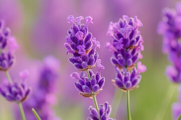 Obraz premium Close-up of vibrant purple lavender flowers