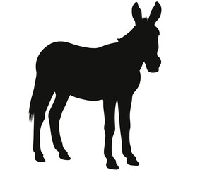 Donkey black silhouette on white background