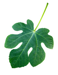 Green large leaf fig tree. The background is missing, the leaf is isolated