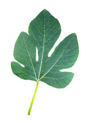 Green large leaf fig tree. The background is missing, the leaf is isolated
