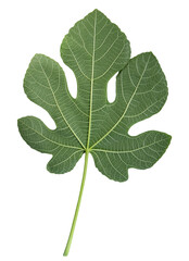 Green large leaf fig tree. The background is missing, the leaf is isolated