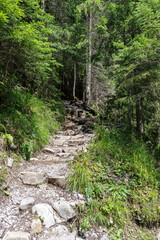Rocky path through a deep forest.