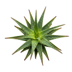 DewKissed Aloe Vera Plant Starburst Arrangement of Succulent Leaves