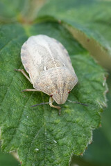 Vertical closeup on a pale colored fresh emerged Tortoise shield bug, Eurygaster testudinaria