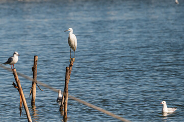 wildlife inside the lagoon of the Po river Delta, Comacchio, Ferrara, Italy