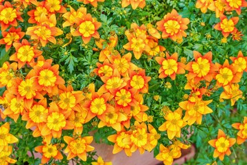Bidens ferulifolia - beautiful yellow flowers planted in the pot, summer terrace.