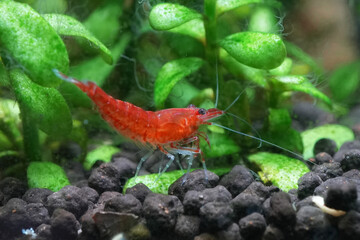Vibrant red cherry shrimp exploring its lush green aquatic environment. Tiny creature adds a pop of color to the freshwater tank.