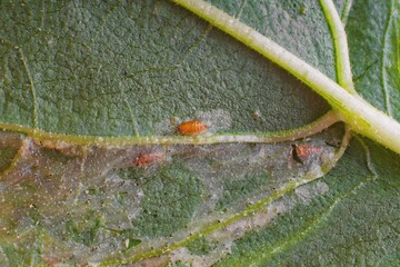 Detail of plant leaf affected with larvas of Phytomyza  - genus of leaf miners