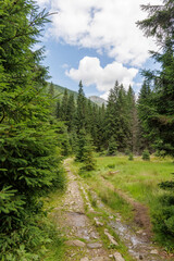 Clearing on a Mountain Trail