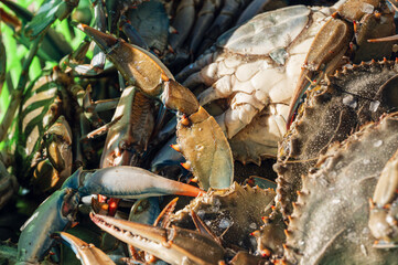 a basket full of blue crabs, Comacchio, Ferrara, italy