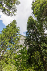Towering Cliff Through Trees