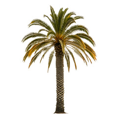A robust green palm tree stands tall with its textured trunk and spreading fronds, an isolated transparent png.