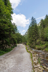 Fototapeta premium Mountain Path in a Forest Valley