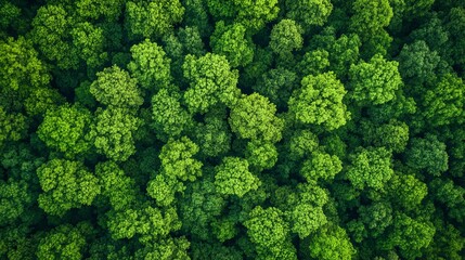 Fototapeta premium Dense forest canopy, vibrant green shades