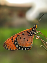 A vibrant orange butterfly with intricate black and white patterns rests delicately on a thin stem in a soft, blurred natural environment.