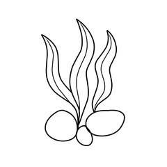 seaweed outline