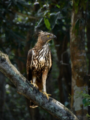 Changeable Hawk-Eagle (Nisaetus cirrhatus) perched in natural forest habitat