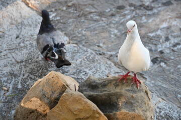 biały gołąb z bliska ciekawski bardzo