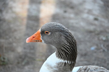 kaczka z szarą głową z bliska i pływa w wodzie © Miroslaw