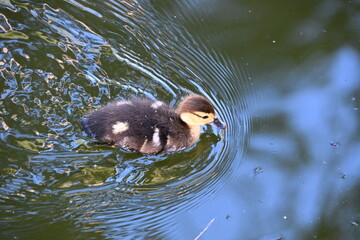 kacza rodzina małe kaczki pływają w sadzawce © Miroslaw
