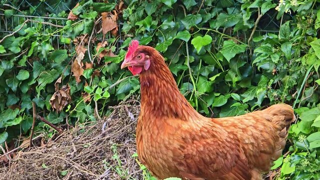 Close-up shot of a red hen moving its head with ivy and green vegetation in the background