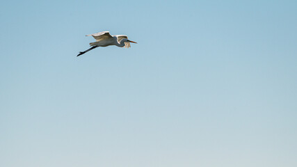birds flying insid the lagoon, Po river Delta, Comacchio, Ferrara, Italy