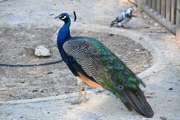 zdjęcie pawia ręka karmi niebieskie wole kolorowe pióra  © Miroslaw