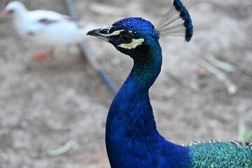 Fototapeta premium głowa pawia z bliska niebieska 