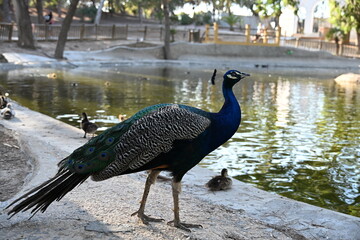 zdjęcie pawia ręka karmi niebieskie wole kolorowe pióra  © Miroslaw