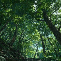 Obraz premium Lush forest canopy viewed from below