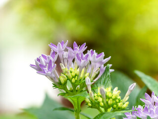 紫色のペンタスの花とツボミ