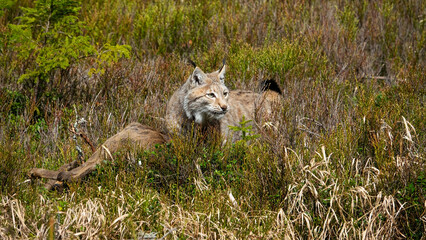 The Eurasian lynx (Lynx lynx) is the largest European cat and has hunted a roe deer.
