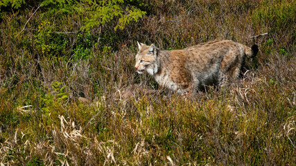 Fototapeta premium The Eurasian lynx (Lynx lynx) is the largest European cat and has hunted a roe deer.