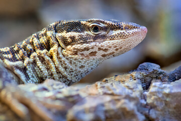 Portrait of a Ridge-tailed Monitor resting and observing in a terrarium. Varanus acanthurus, Touraine, Indre et Loire 37, région Centre Val de Loire, France, European Union, Europe