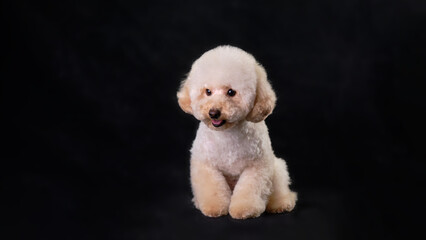 Apricot-colored poodle puppy isolated on a black background