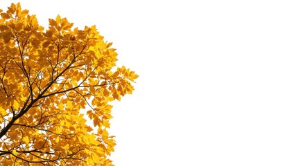 Tree with golden yellow leaves against a bright white background.